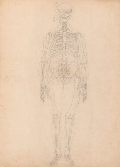 Esposizione anatomica comparativa della struttura del corpo umano con quella di una tigre e di un co... da George Stubbs